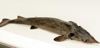 Krok 1