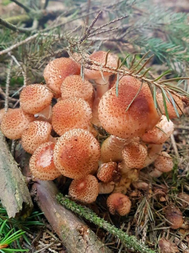 Krok 1