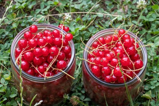 Kompot z czerwonej porzeczki z miętą na zimę